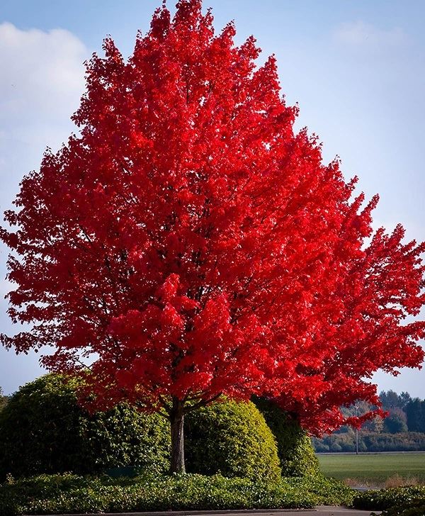 american-red-maple-1