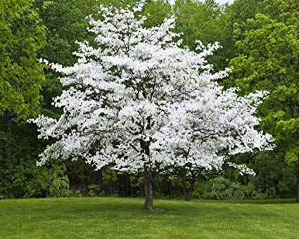 dogwood