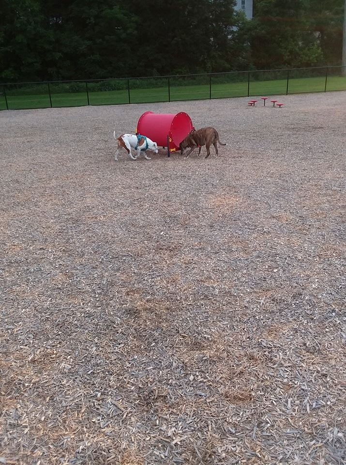 dogs park