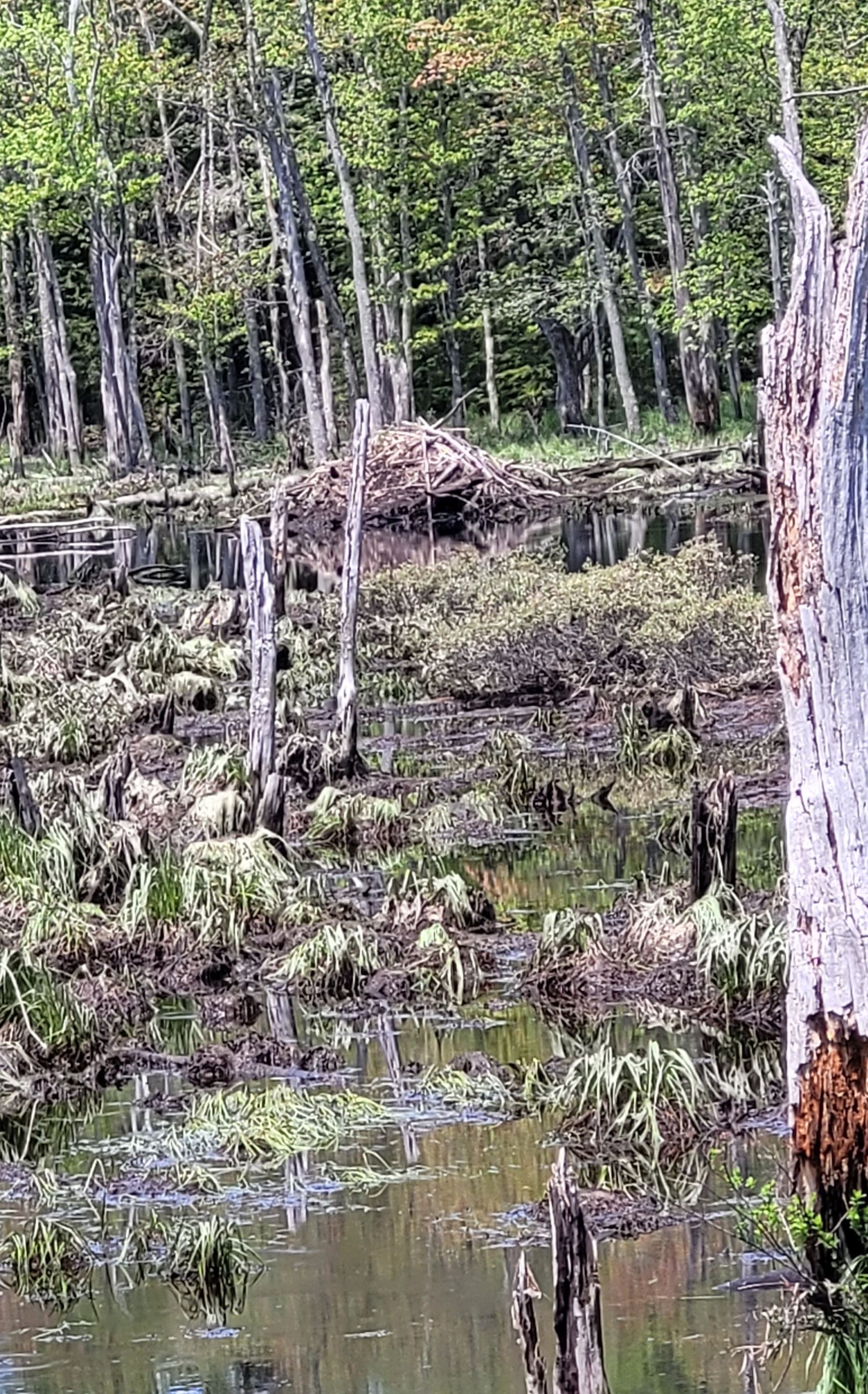 beaver dam